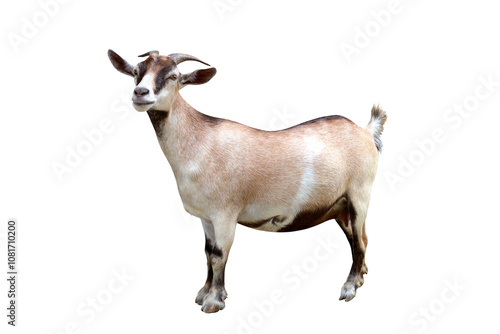 Pygmy goat isolated on transparent background png file