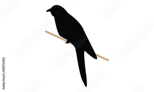 Common Hawk Cuckoo Silhouette Design  And Vector Illustration. 