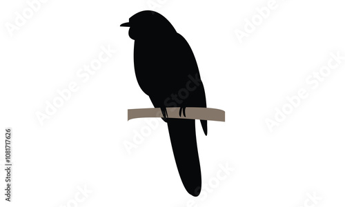 Common Hawk Cuckoo Silhouette Design  And Vector Illustration. 