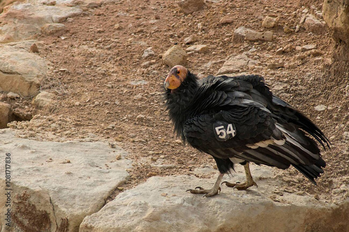 Californian Condor on the ground photo