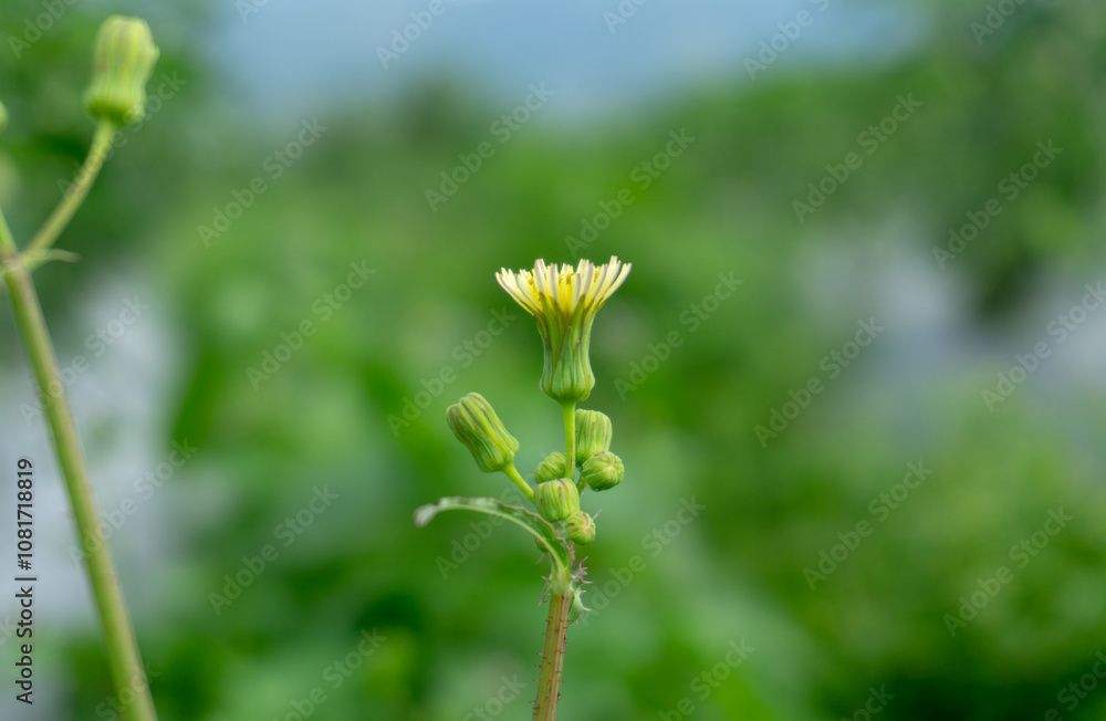 A wild tiny flower with the blurred nature background. A wild tiny flower with the blurred nature background.
