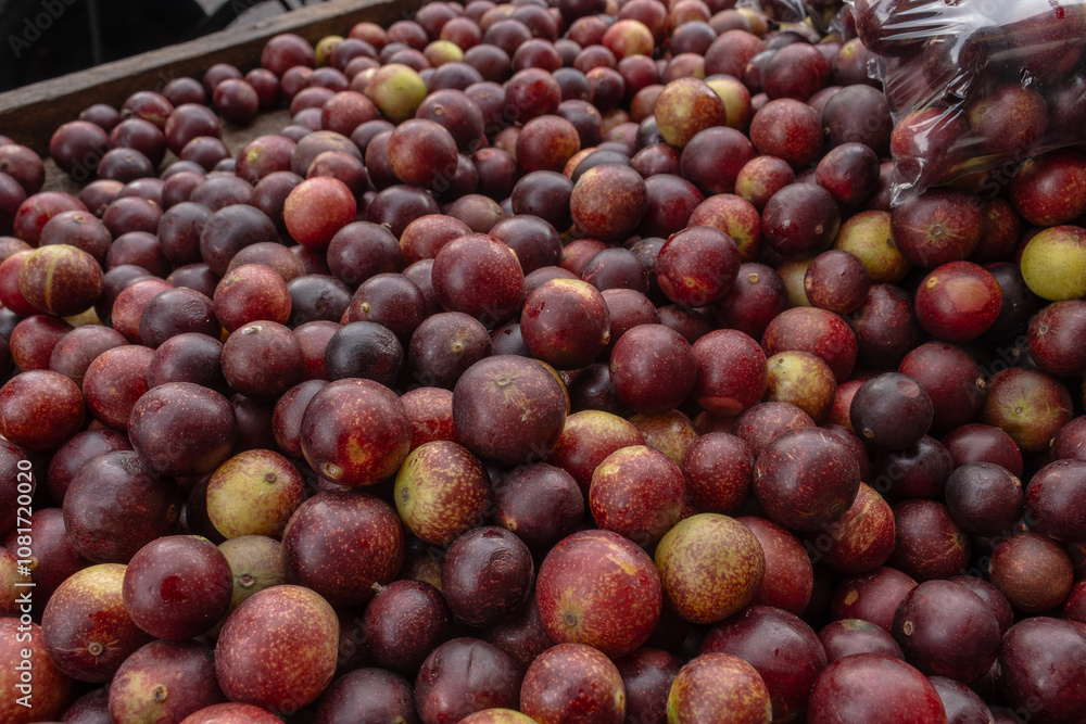 CAMU CAMU, AMAZONIAN FRUIT THAT GROWS ON THE BANKS OF RIVERS, DELICIOUS RED FRUIT KNOWN AS CAMU CAMU, DELICIOUS IN ICE CREAMS AND DESSERTS CAMU CAMU, AMAZONIAN FRUIT THAT GROWS ON THE BANKS OF RIVERS, DELICIOUS RED FRUIT KNOWN AS CAMU CAMU, DELICIOUS IN ICE CREAMS AND DESSERTS