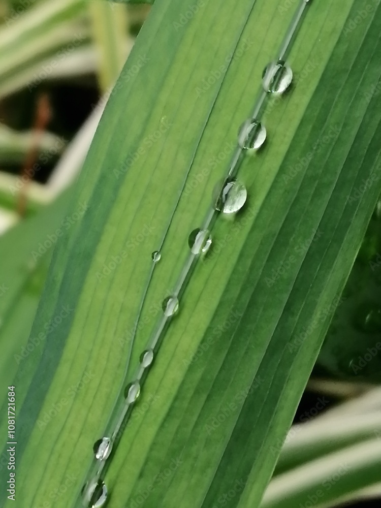 水玉 水玉