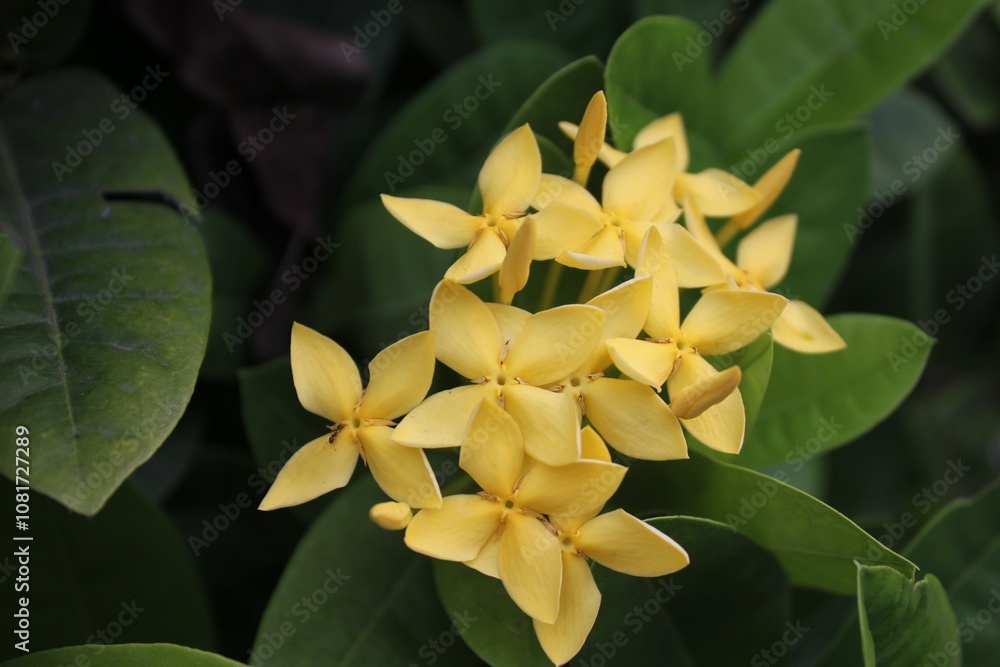 Close-up of Yellow Ixora Coccinea Flower Cluster with Green Leaves Background, Vibrant Tropical Bloom Capturing Nature's Beauty in Detail, Perfect for Gardening, Floral, and Tropical Themes Close-up of Yellow Ixora Coccinea Flower Cluster with Green Leaves Background, Vibrant Tropical Bloom Capturing Nature's Beauty in Detail, Perfect for Gardening, Floral, and Tropical Themes