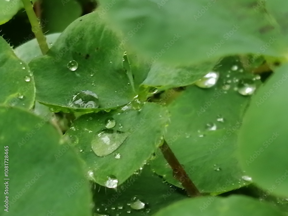 水玉 水玉
