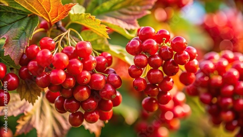 Close-up of vibrant red viburnum berries