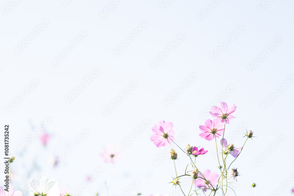 Naklejka premium コスモスと青空