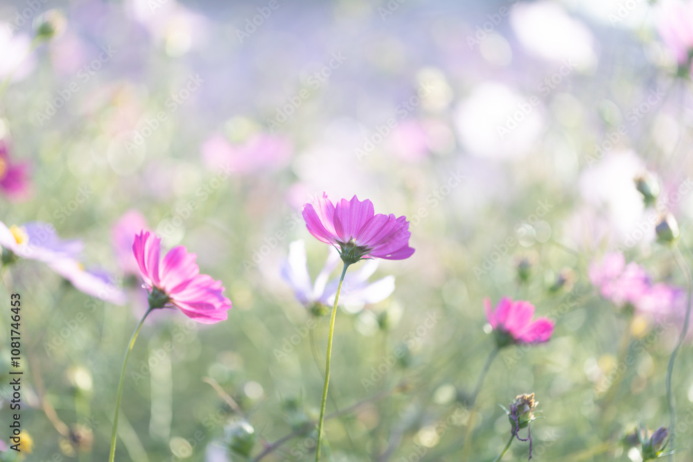 Fototapeta premium コスモス畑