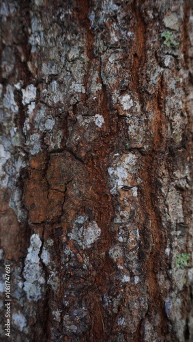 bark of a tree