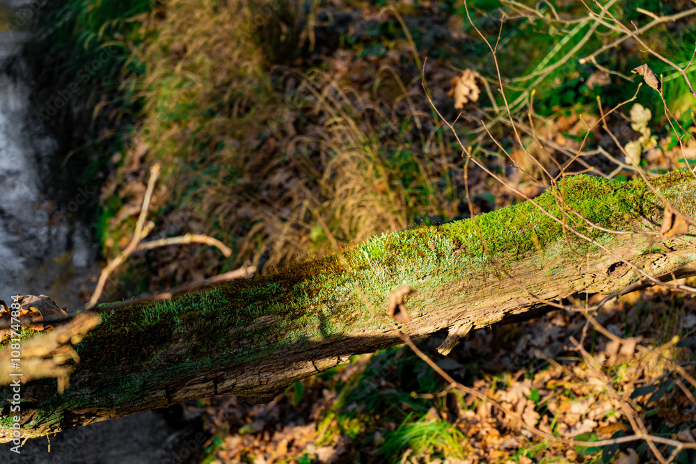 Obraz premium Sunlit Moss-Covered Fallen Log in an Autumn Forest, Surrounded by Woodland Foliage and Natural Decay, Capturing the Tranquil Beauty and Earthy Textures of the Forest Floor