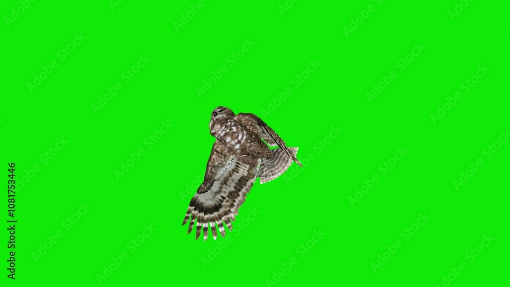 Spotted Owl - North American Bird of Prey - Flying Loop - Low Angle Side View - Green Screen - Realistic 3D realistic animation isolated on chroma key background Spotted Owl - North American Bird of Prey - Flying Loop - Low Angle Side View - Green Screen - Realistic 3D realistic animation isolated on chroma key background