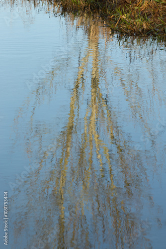 Wallpaper Mural Tranquil riverside scene in winter featuring tall dry reeds, stream or river with reflections Torontodigital.ca