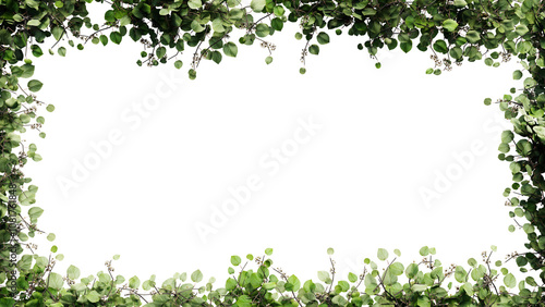 Fresh green leaves and flower frame isolated with transparent background