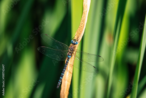 Dragonfly, Aeshna cyanea, insect in natural. Europe, Czech republic wildlife. photo