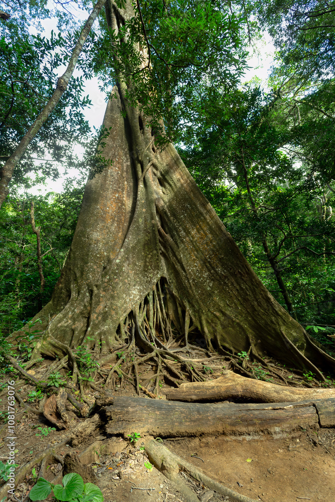 Fig Tree roots in Rincon de la Vieja, Province, Costa Rica Fig Tree roots in Rincon de la Vieja, Province, Costa Rica