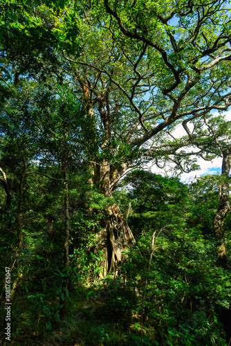 Stream in green Tropical Rain Forest, Rincon de la Vieja, Province, Costa Rica