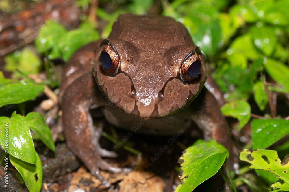 Obraz premium Savages thin-toed frog - Leptodactylus savagei, Refugio de Vida Silvestre Cano Negro, Costa Rica Wildlife