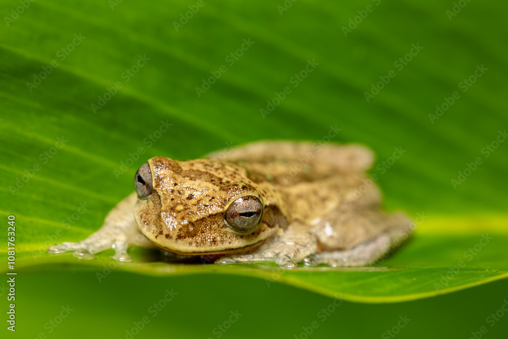 Veragua cross-banded tree frog (Smilisca sordida), species of frog. Refugio de Vida Silvestre Cano Negro, Costa Rica Wildlife. Veragua cross-banded tree frog (Smilisca sordida), species of frog. Refugio de Vida Silvestre Cano Negro, Costa Rica Wildlife.
