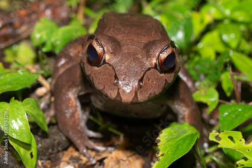 Savages thin-toed frog - Leptodactylus savagei, Refugio de Vida Silvestre Cano Negro, Costa Rica Wildlife photo