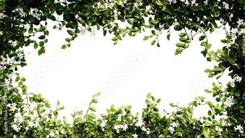 Fresh green leaves and flower frame isolated with transparent background