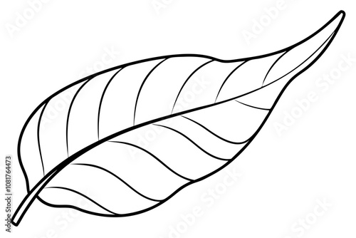 Banana Leaf line art vector  illustration  photo