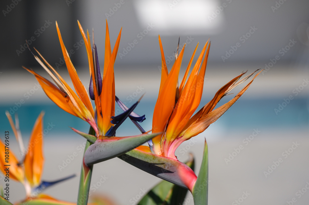 Obraz premium Vibrant bird of paradise flowers showcasing their fiery colors near a serene blue pool