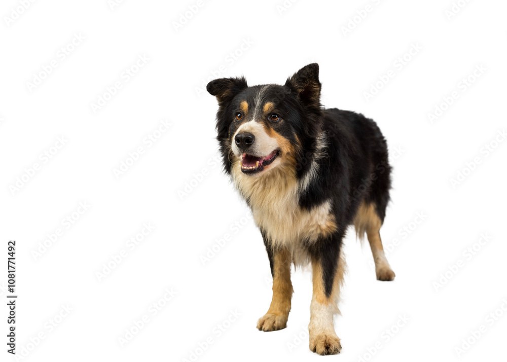 Alert Black and Tan Border Collie Lying on Transparent Background PNG Alert Black and Tan Border Collie Lying on Transparent Background PNG