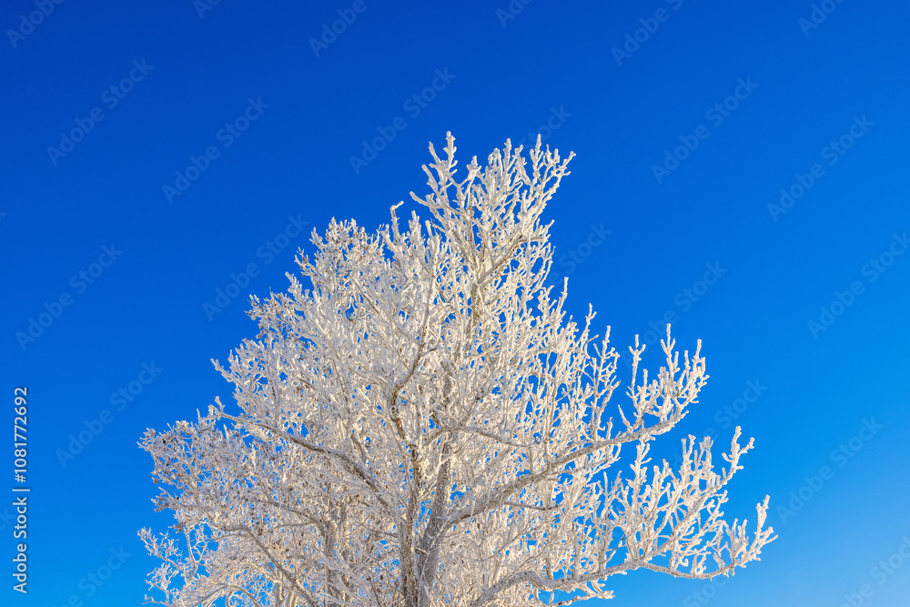 Tree canopy with hoarfrost against clear blue sunny sky Tree canopy with hoarfrost against clear blue sunny sky