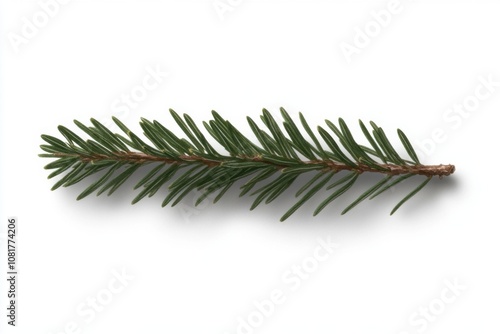 Single fir branch lying on white background