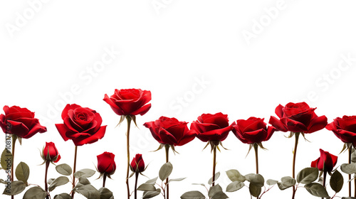 Fototapeta Naklejka Na Ścianę i Meble -  Beautiful red roses field closeup. Floral border.