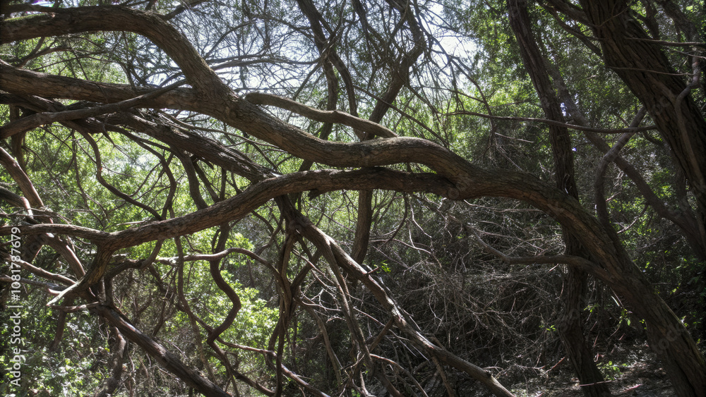Struggle for Growth, A Symbolic Tree of Dominance and Resilience in the Shadow of Monopolistic Power Struggle for Growth, A Symbolic Tree of Dominance and Resilience in the Shadow of Monopolistic Power
