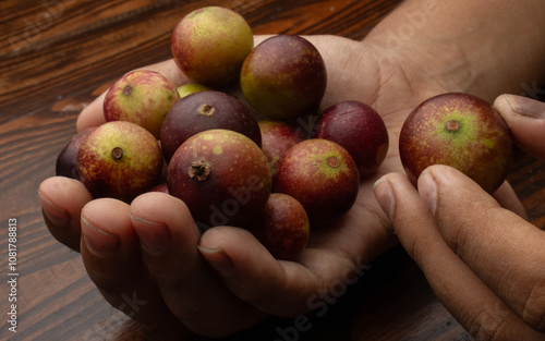 CAMU CAMU, AMAZONIAN FRUIT THAT GROWS ON THE BANKS OF RIVERS, DELICIOUS RED FRUIT KNOWN AS CAMU CAMU