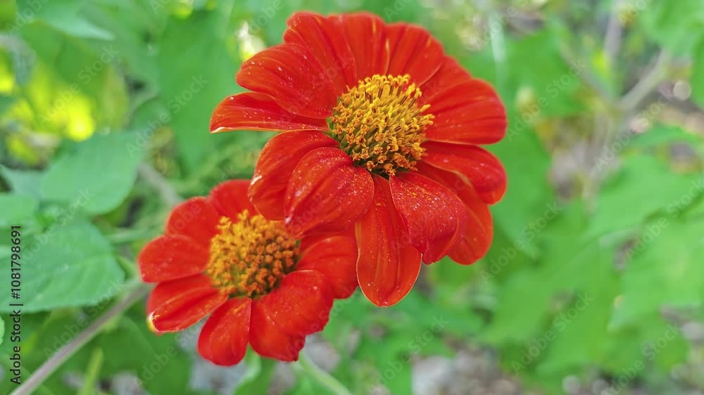 Bright orange flowers Bright orange flowers