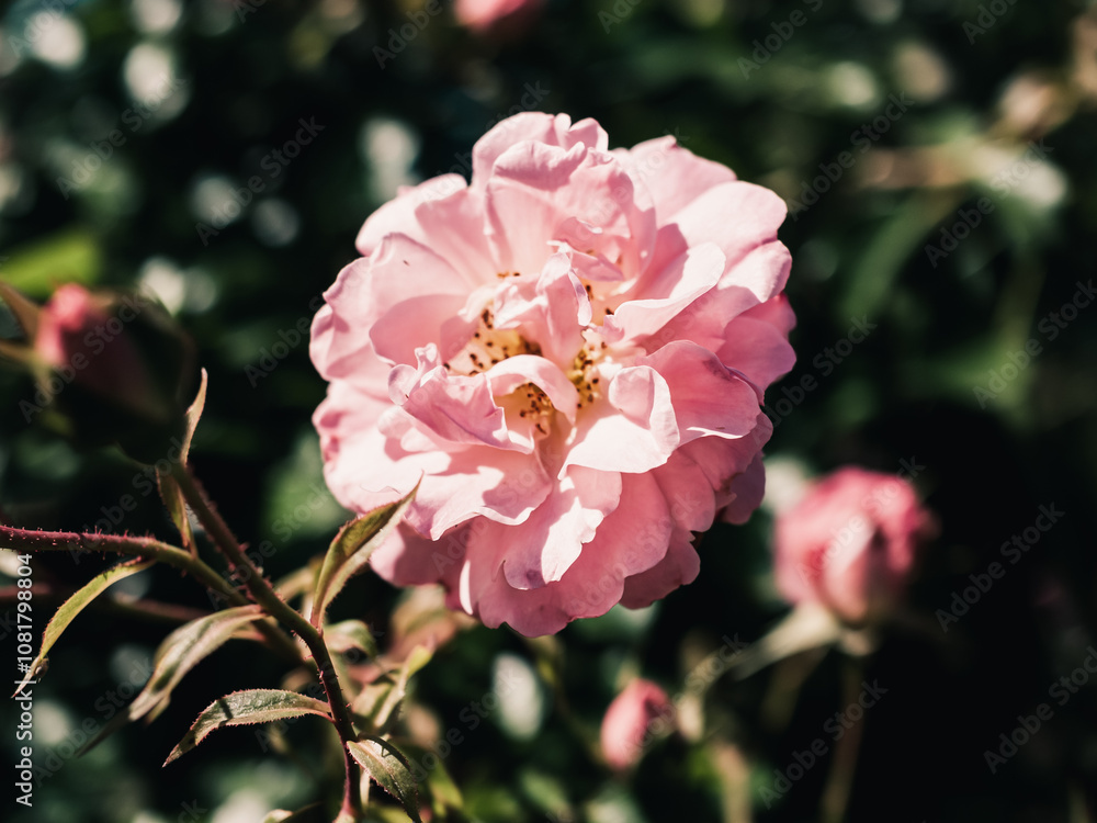 Obraz premium Pink rose