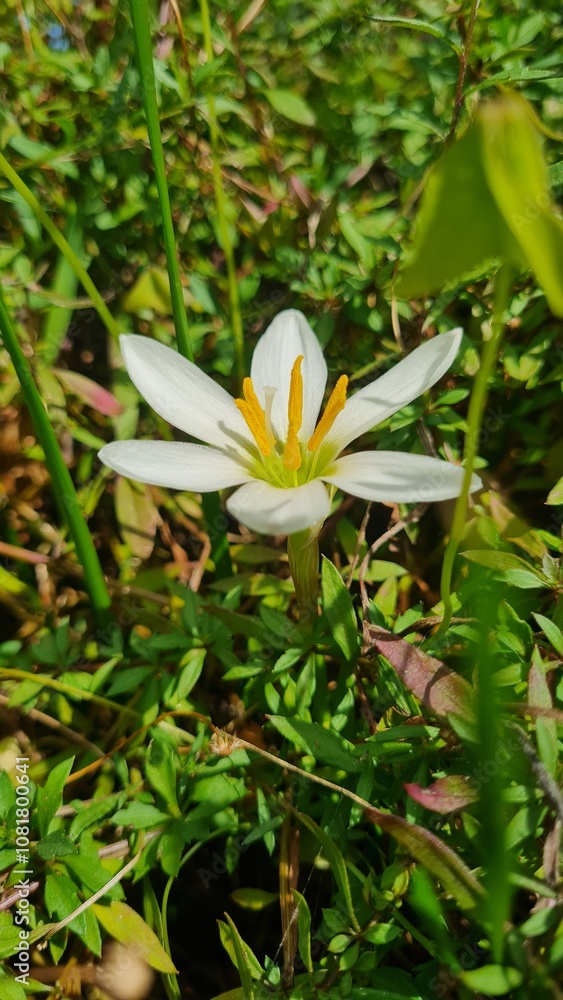 Fototapeta premium white and yellow flower