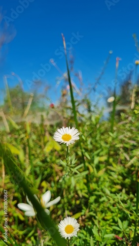 daisies in the meadow