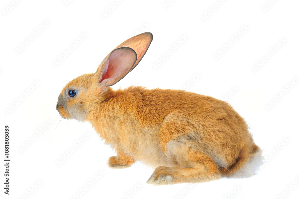 The rabbit in a white background The rabbit in a white background