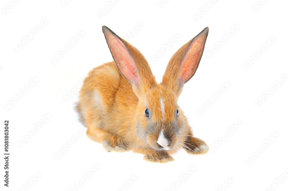 Fototapeta premium The rabbit in a white background