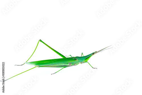 The locusts, a kind of orthoptera insects photo