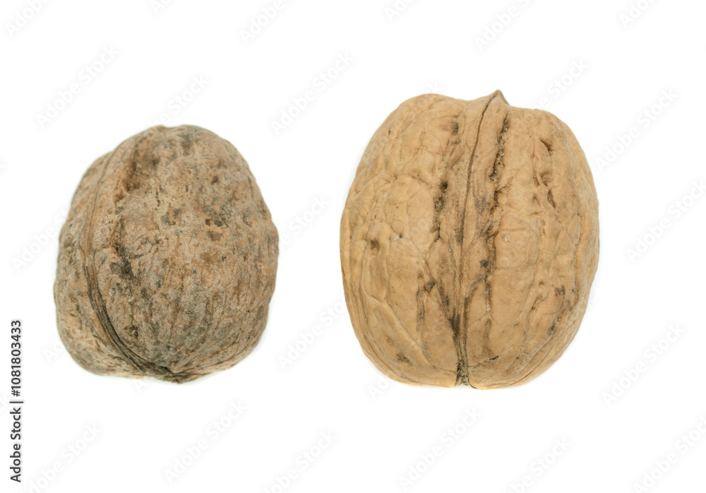Walnut closeup on white Walnut closeup on white