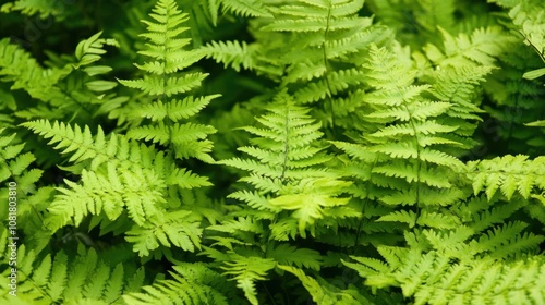 Close-up of delicate fern leaves, forming a soft and natural plant background