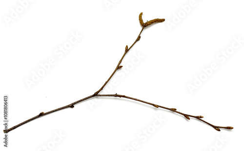 dry branch on a white background