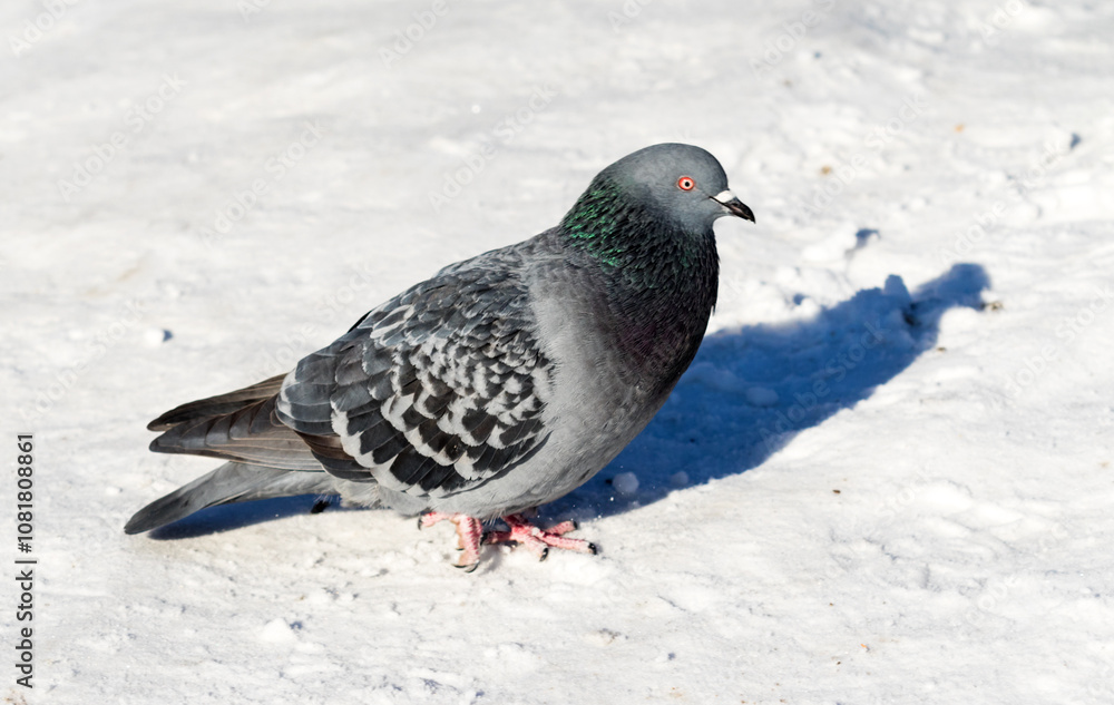 wild dove in the snow on the nature wild dove in the snow on the nature