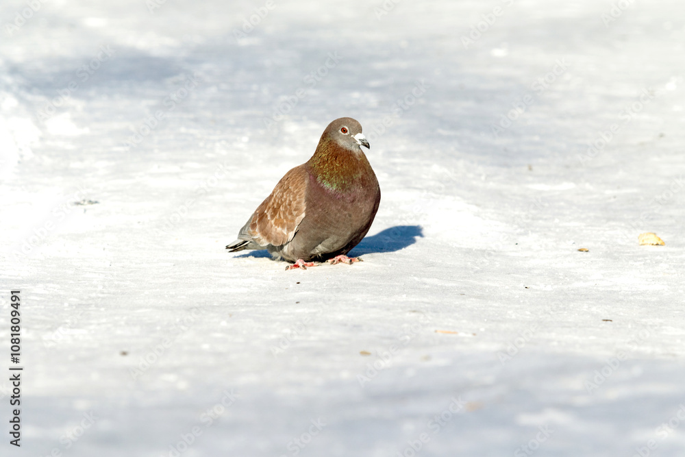 wild dove in the snow on the nature wild dove in the snow on the nature
