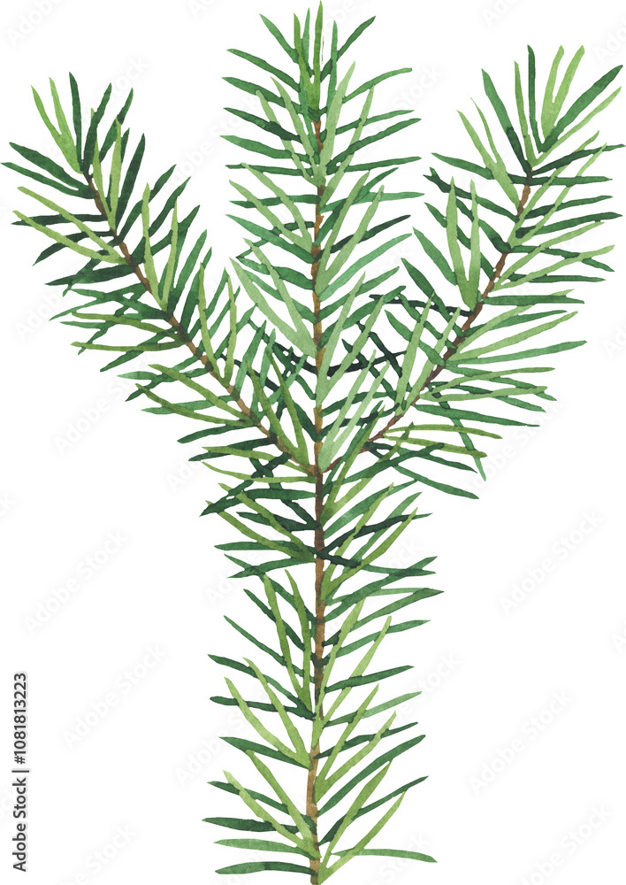 watercolor hand drawn Winter evergreen pine tree branche. Natural design element. Cute plant. Wild handdrawn christmas, xmas, new year, branche isolated on transparent background watercolor hand drawn Winter evergreen pine tree branche. Natural design element. Cute plant. Wild handdrawn christmas, xmas, new year, branche isolated on transparent background