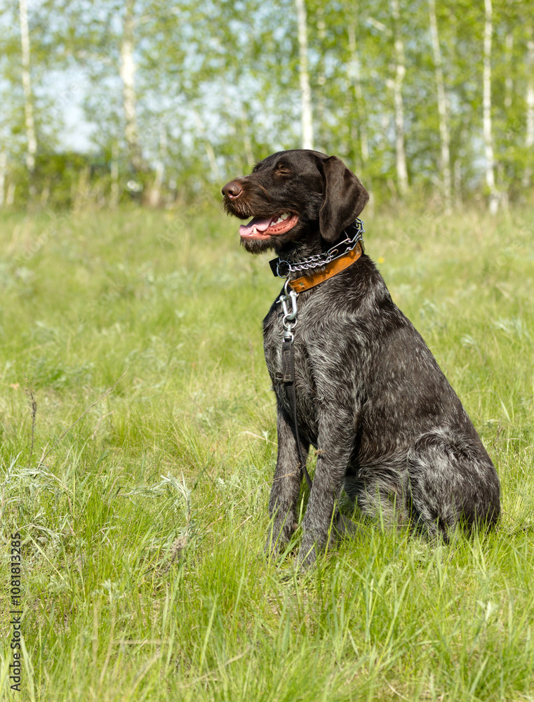 hunting dog on the nature of the spring hunting dog on the nature of the spring