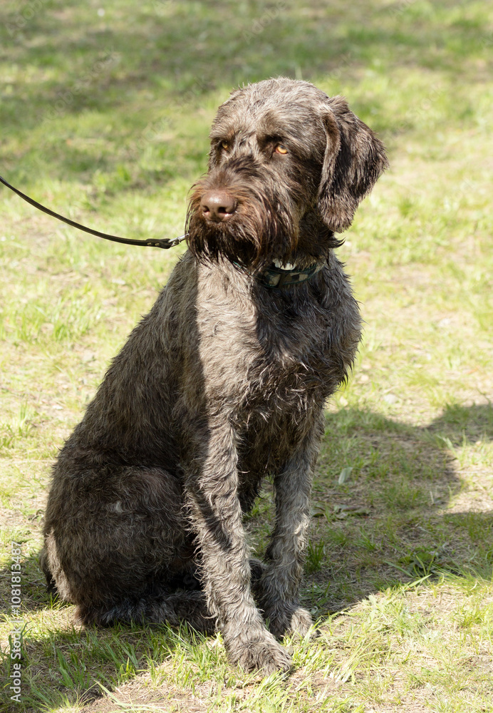 hunting dog on the nature of the spring hunting dog on the nature of the spring