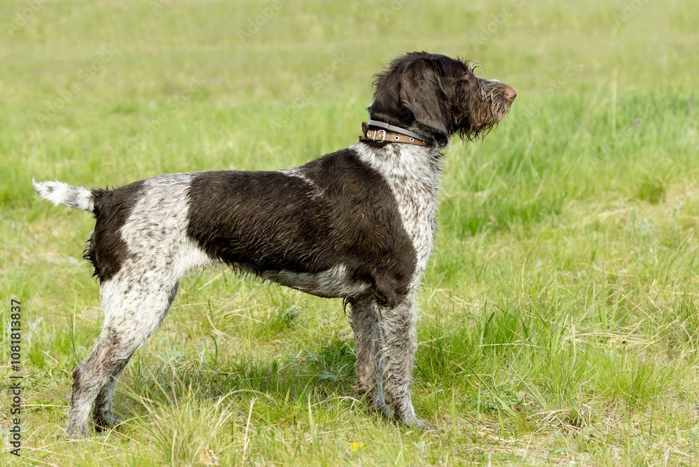 hunting dog on the nature of the spring hunting dog on the nature of the spring