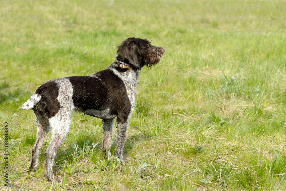 hunting dog on the nature of the spring hunting dog on the nature of the spring