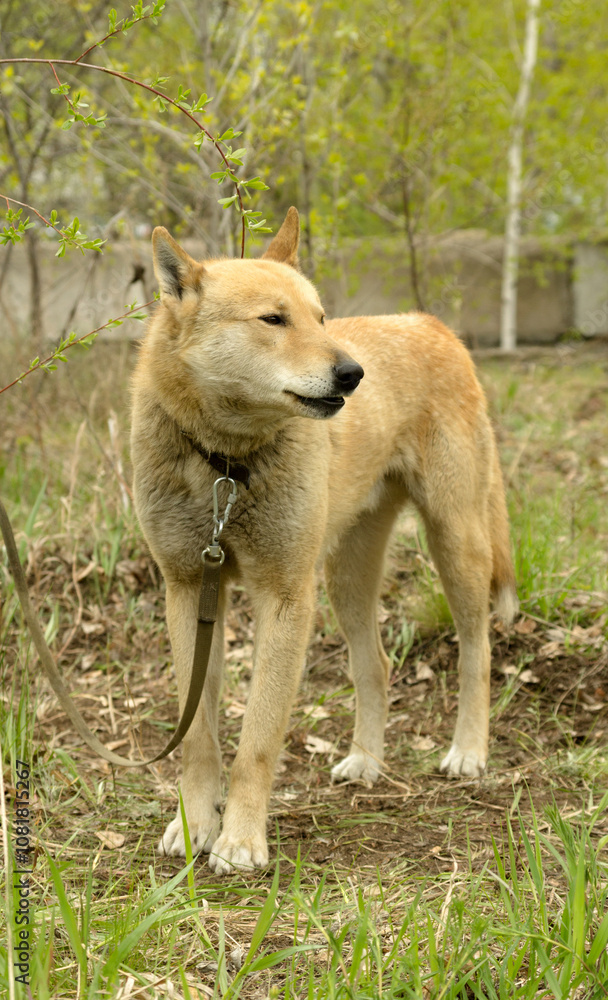 hunting dog on the nature of the spring hunting dog on the nature of the spring